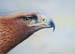 Golden Eagle in color pencil Eagle in color pencil